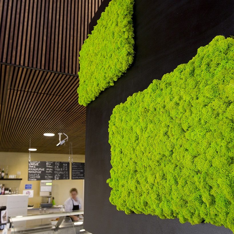 Moss Green Walls